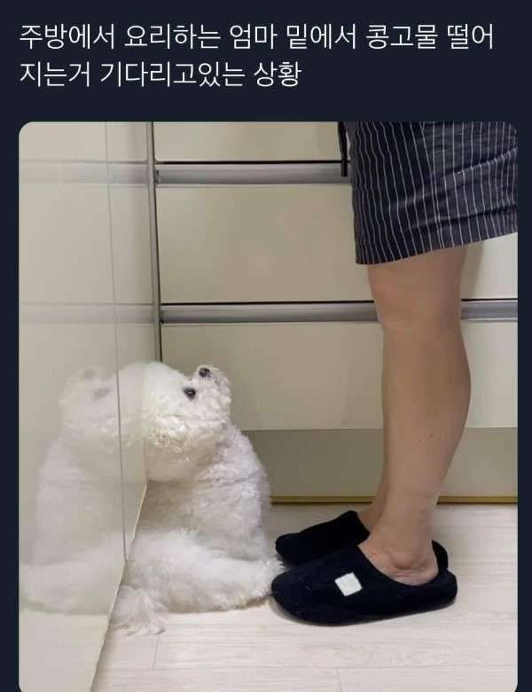  콩고물아 떨어져라.jpg1