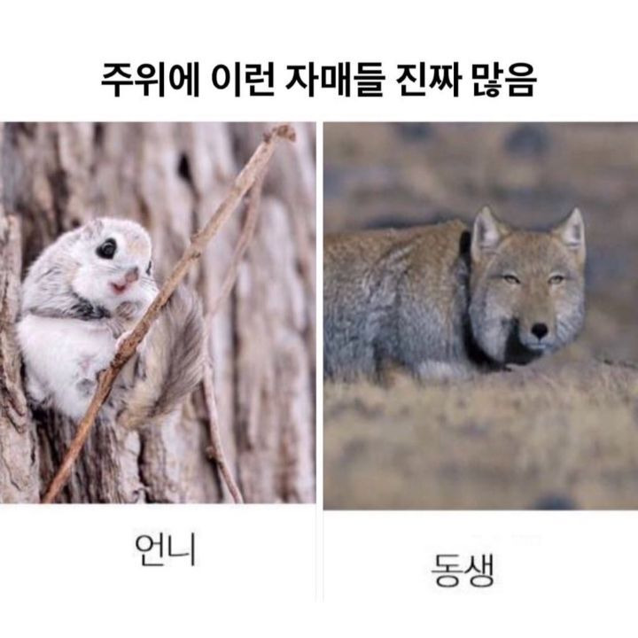  주위에 이런 자매들 진짜 많음