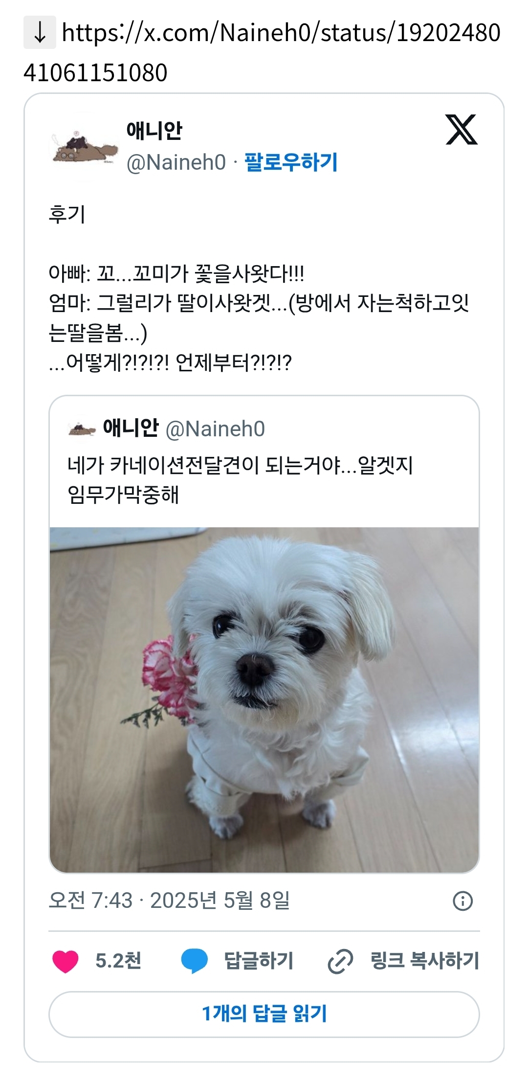 카네이션 전달견이 된 반려견 | 인스티즈
