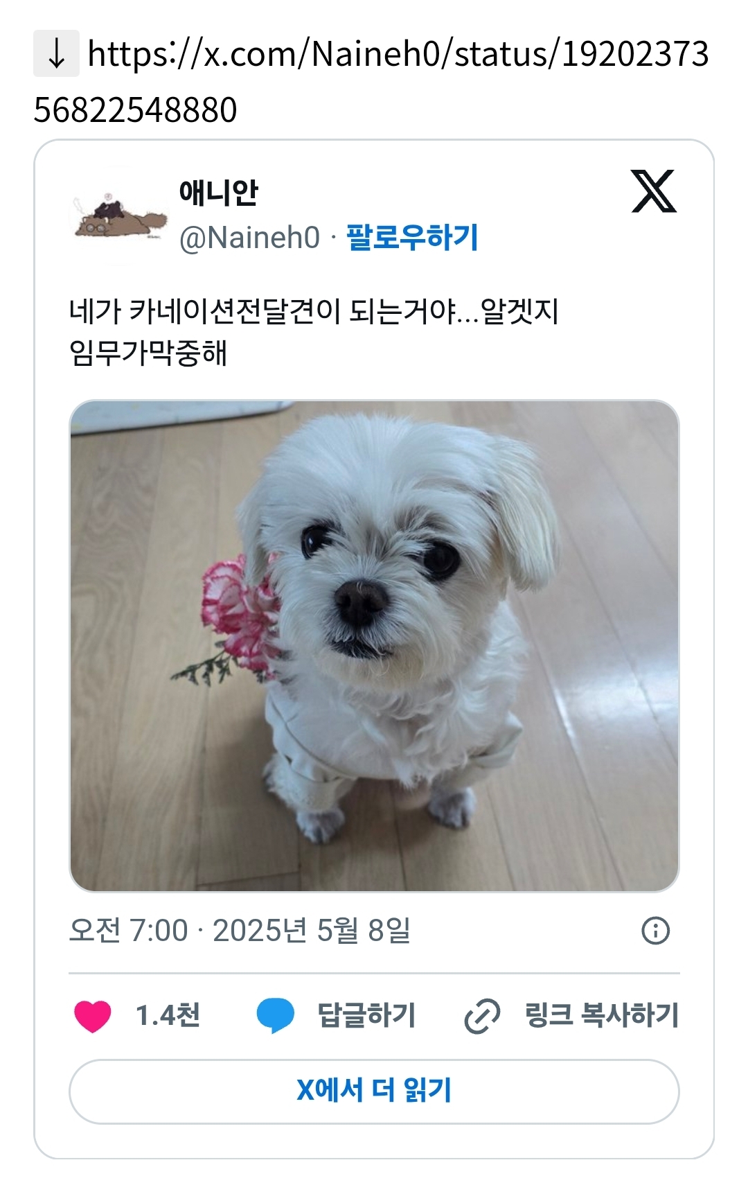 카네이션 전달견이 된 반려견 | 인스티즈