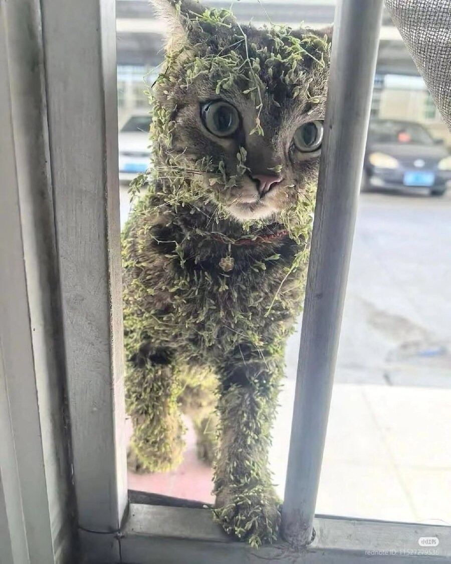  작은 모험을 끝내고 돌아온 고양이