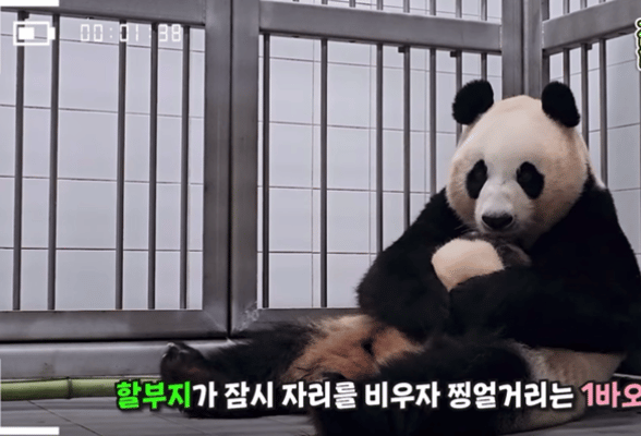 ?? : 진짜 우리나라 판다 애들이 다리 짧아? | 인스티즈