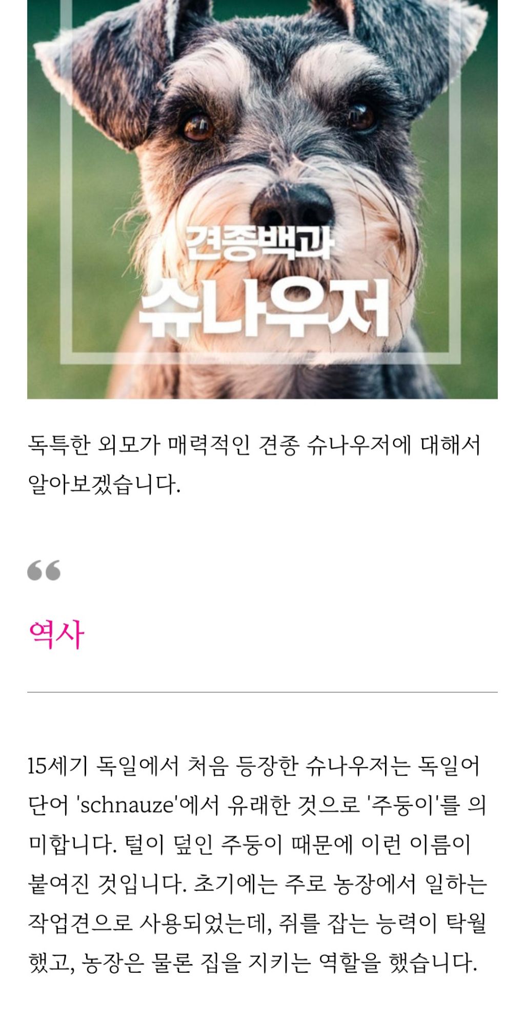  슈나우저의 유래에 대해 알아보자