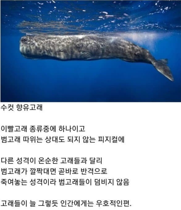  범고래 떼를 이길 수 있는 유일한 생명체3