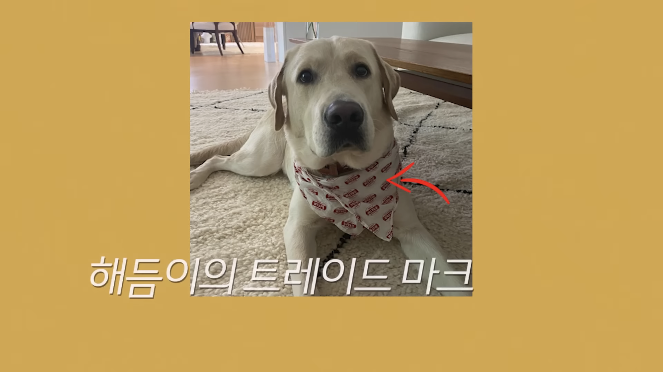정재형이 리트리버에게 악세사리를 착용해주는 이유 | 인스티즈