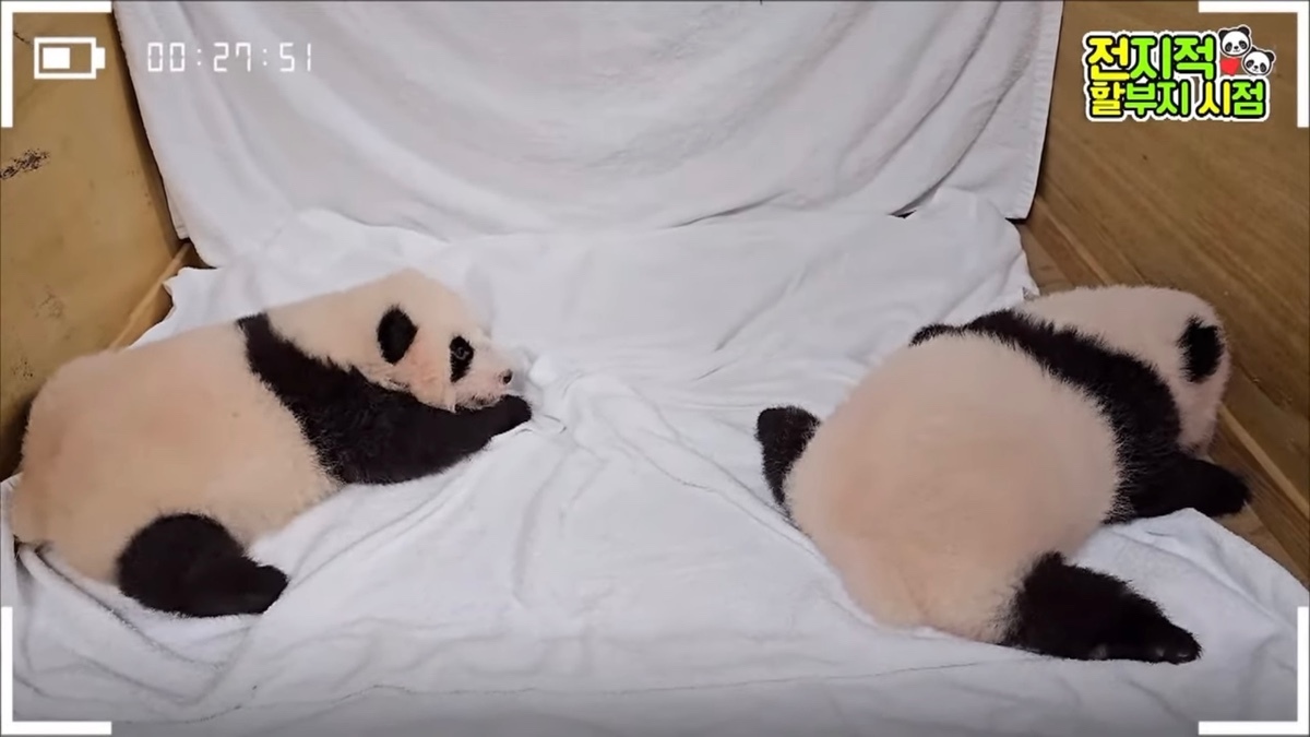 ?? : 진짜 우리나라 판다 애들이 다리 짧아? | 인스티즈