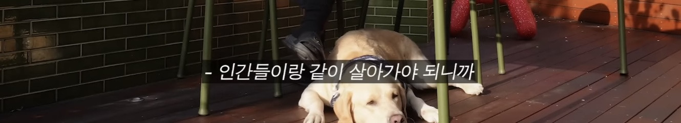 정재형이 리트리버에게 악세사리를 착용해주는 이유 | 인스티즈