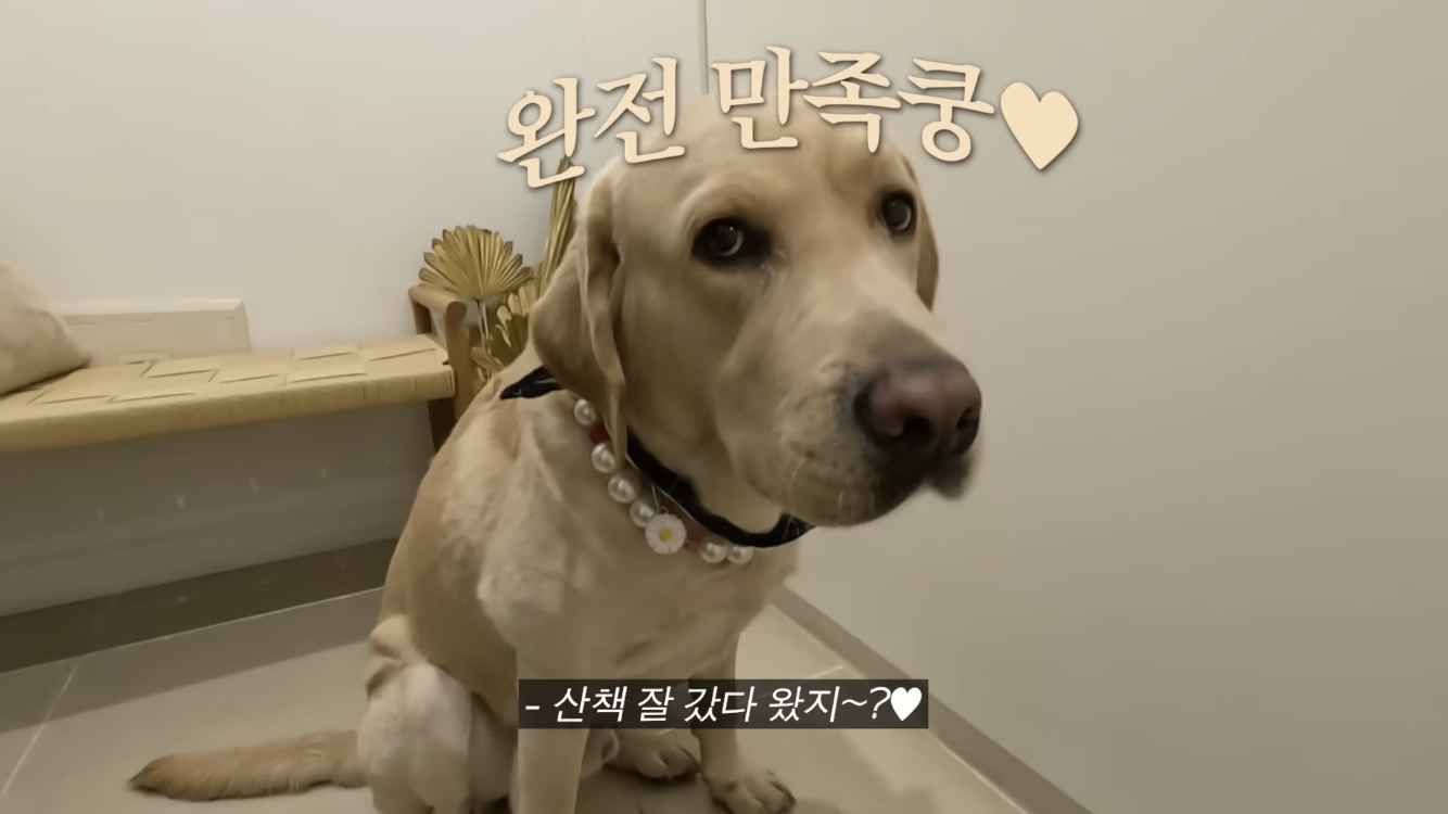 정재형이 리트리버에게 악세사리를 착용해주는 이유 | 인스티즈