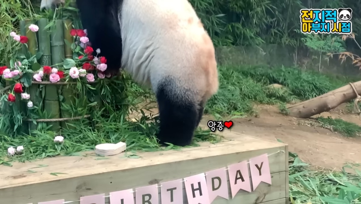 ?? : 진짜 우리나라 판다 애들이 다리 짧아? | 인스티즈