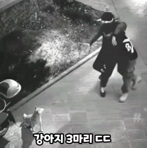  취객에게 잘못 걸린 강아지