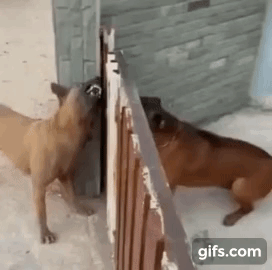  야 문 열어봐.gif