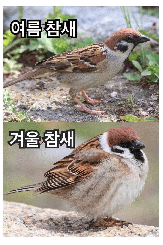  여름 참새 겨울 참새
