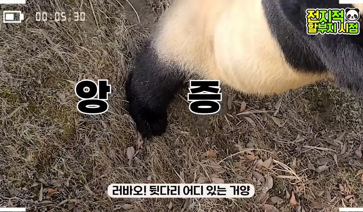  ?? : 진짜 우리나라 판다 애들이 다리 짧아?1