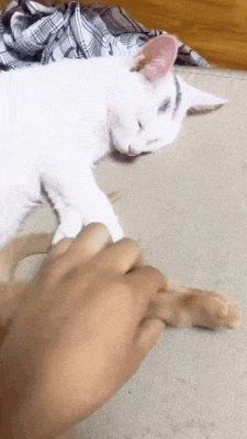  자다가 친구 발냄새 맡은 고양이.gif