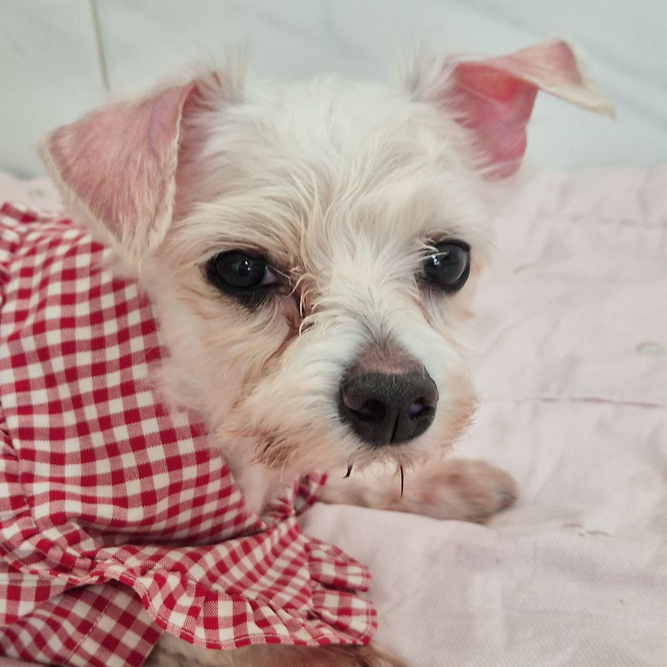  딱 3개월‼️ 따수운 임보처를 기다리는 귀염둥이들 🐶❤️