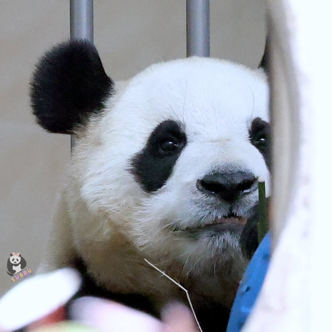 세탁기 속 귀여움 한도초과 푸바오🐼💛 | 인스티즈