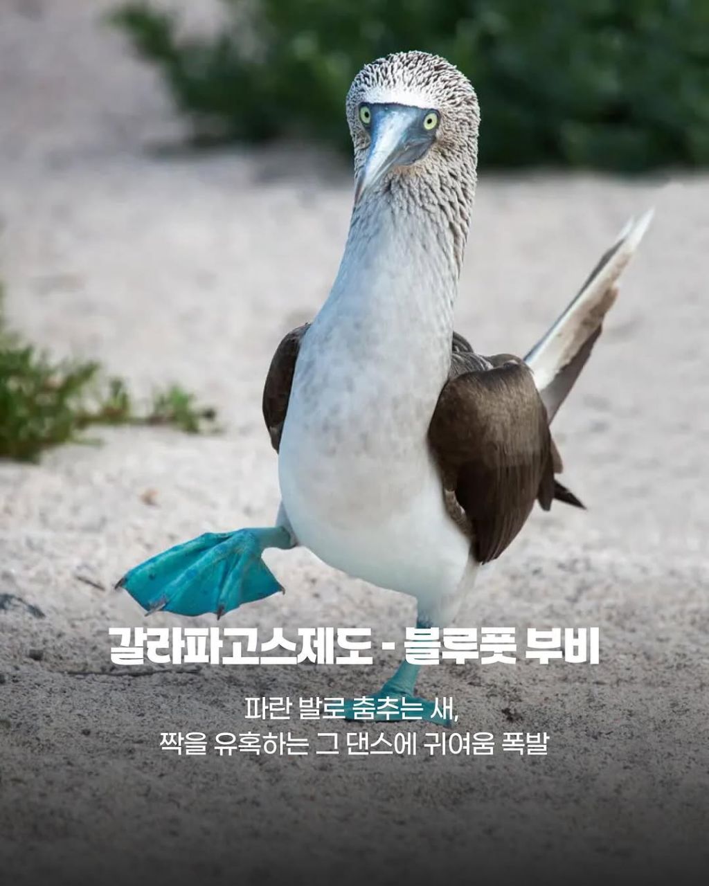 그 나라까지 갈만한 이 동물들의 귀여움.jpg | 인스티즈