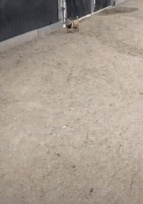 처음 보는 개를 만질때 매너.gif | 인스티즈