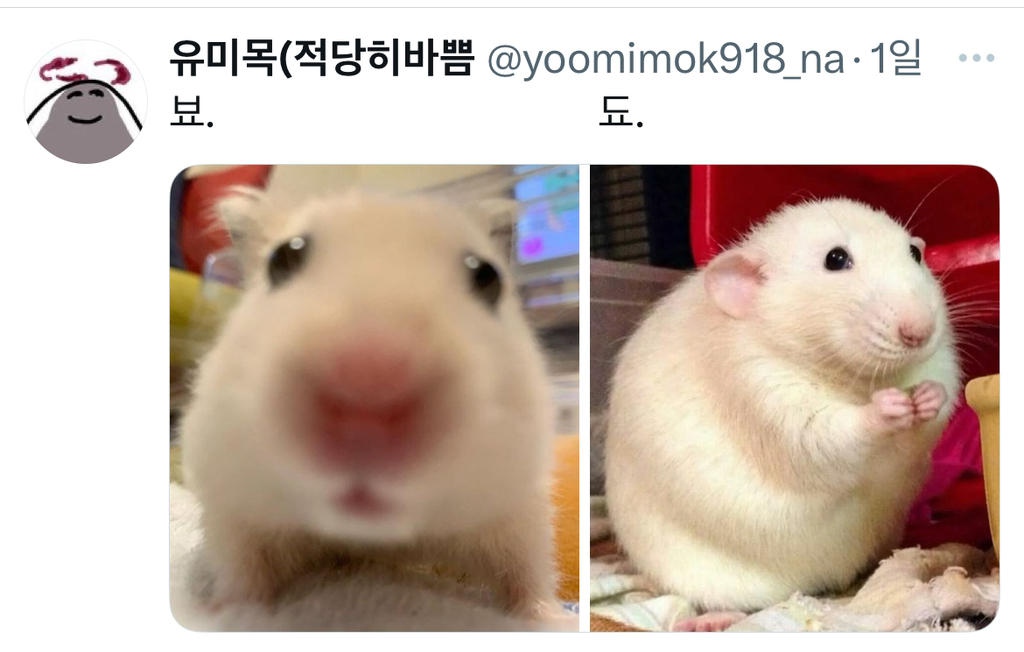 햄스터랑 쥐는 다름 | 인스티즈