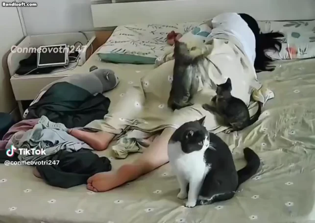  아깽이의 활동량