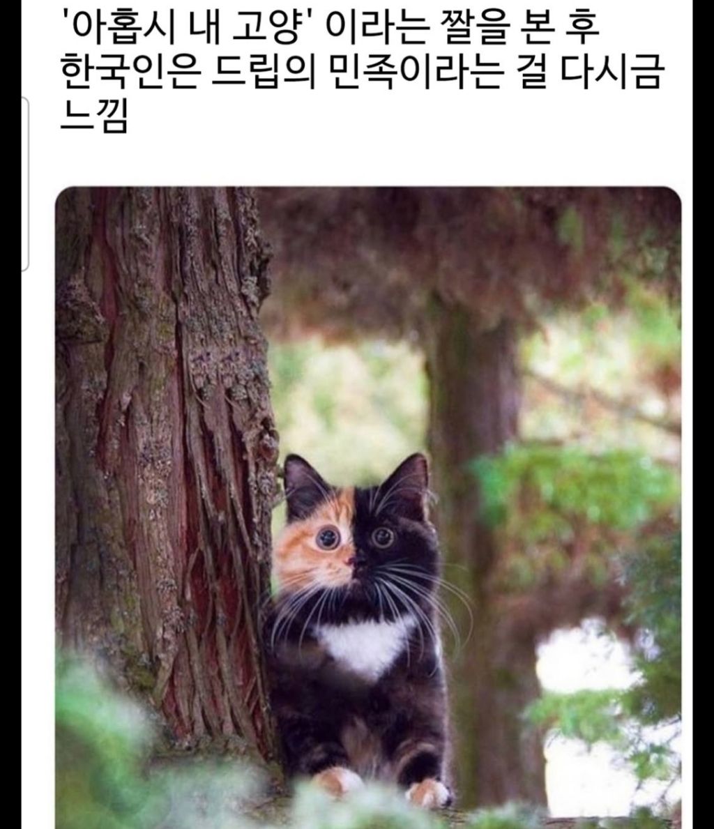  아홉시 내 고양