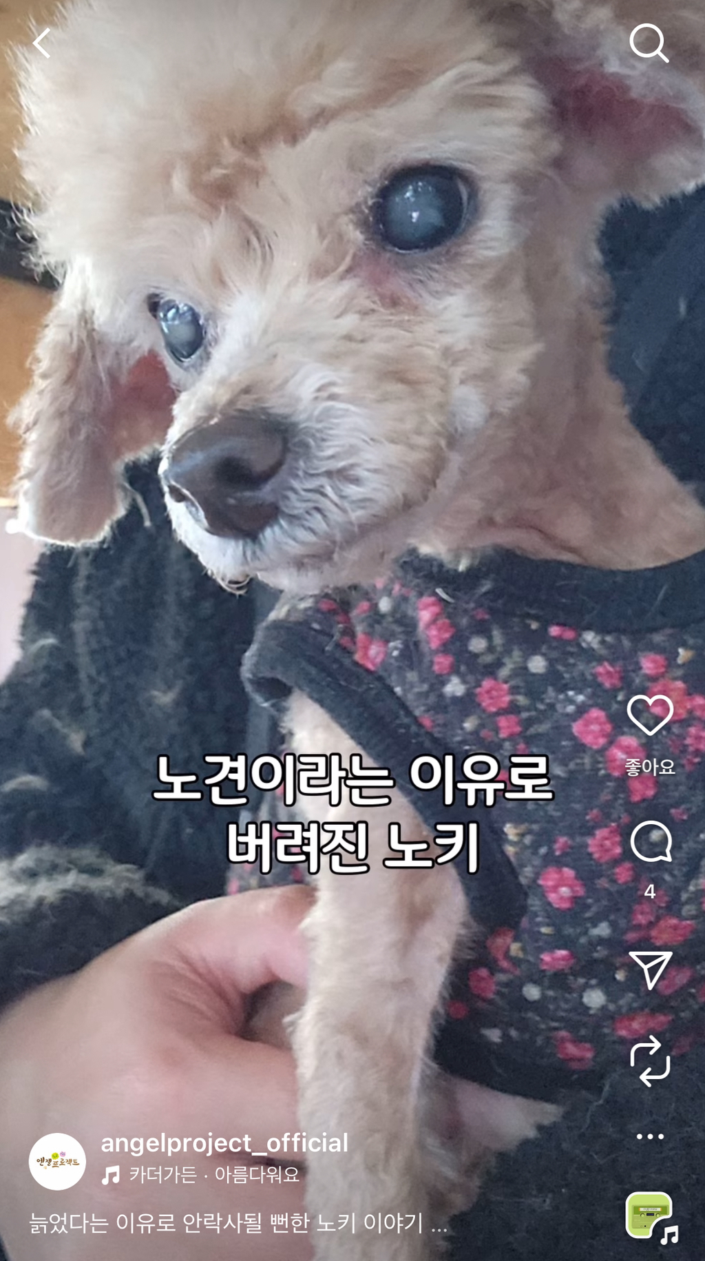 노견 '노키'를 위해 기부한 배우 김서형 | 인스티즈