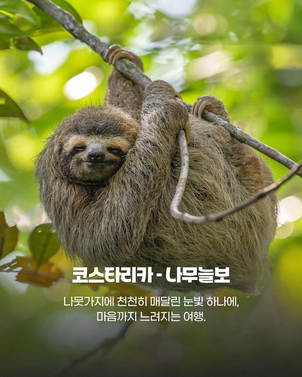 그 나라까지 갈만한 이 동물들의 귀여움.jpg