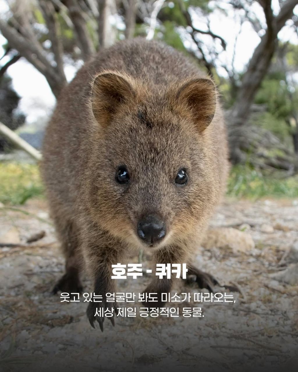 그 나라까지 갈만한 이 동물들의 귀여움.jpg | 인스티즈