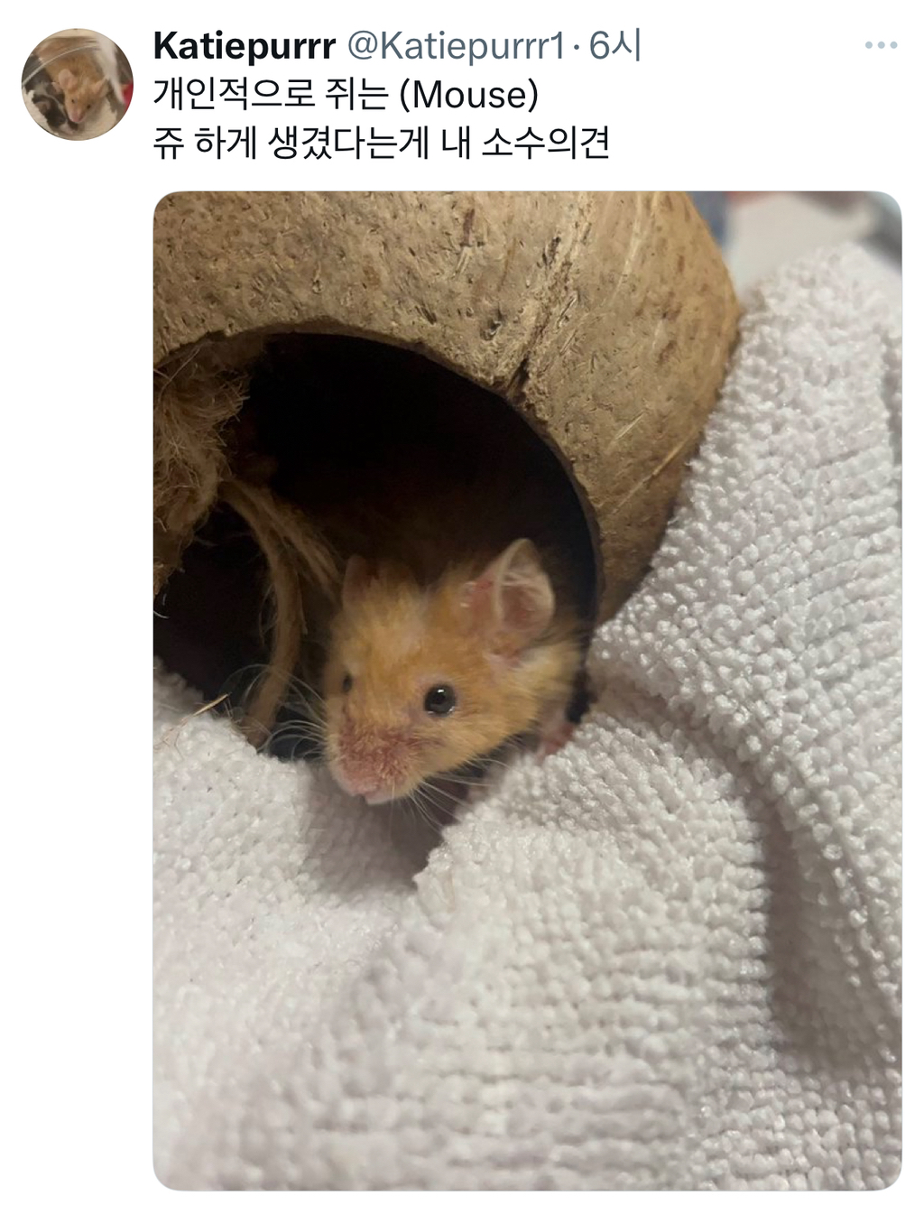 햄스터랑 쥐는 다름 | 인스티즈