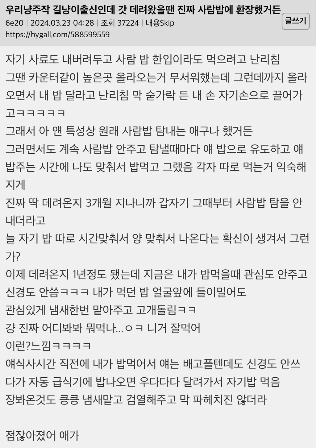  우리냥주작 길냥이출신인데 갓 데려왔을땐 진짜 사람밥에 환장했거든