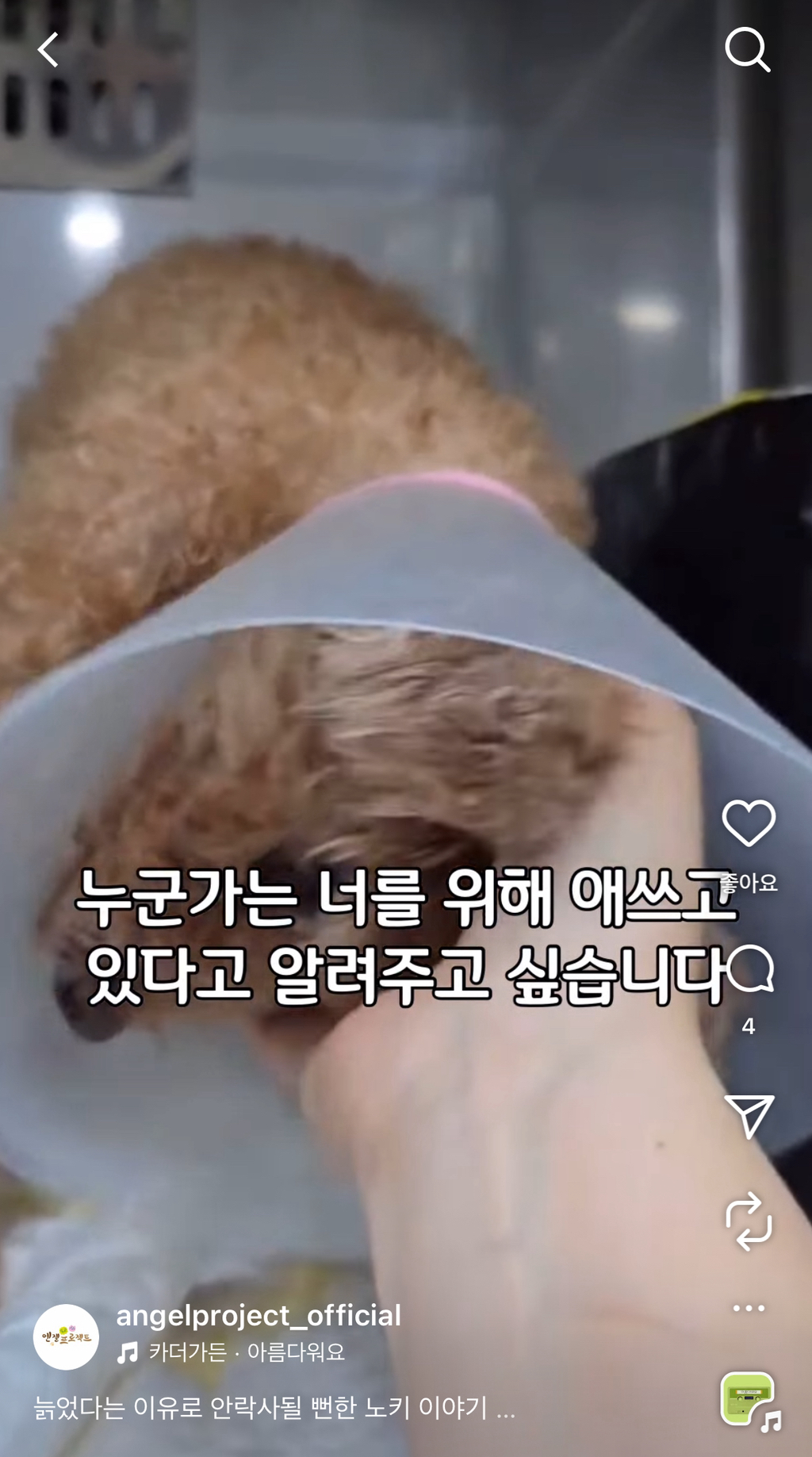 노견 '노키'를 위해 기부한 배우 김서형 | 인스티즈
