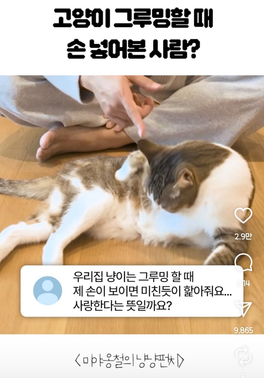 고양이 집사들이 애써 외면한다는 사실1