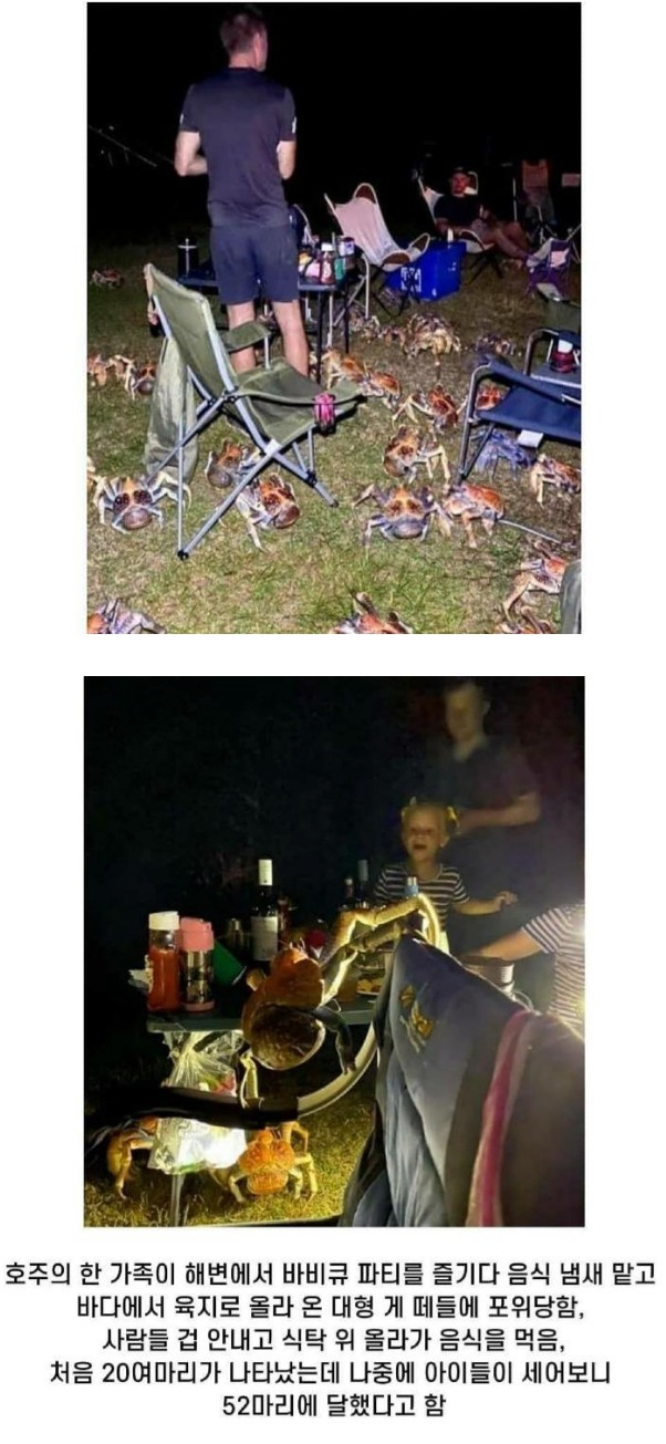  호주에서 바베큐파티 하면 벌어지는 일2