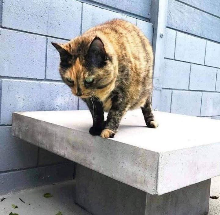 집사가 물에 빠진 걸 보고 당황한 고양이 | 인스티즈