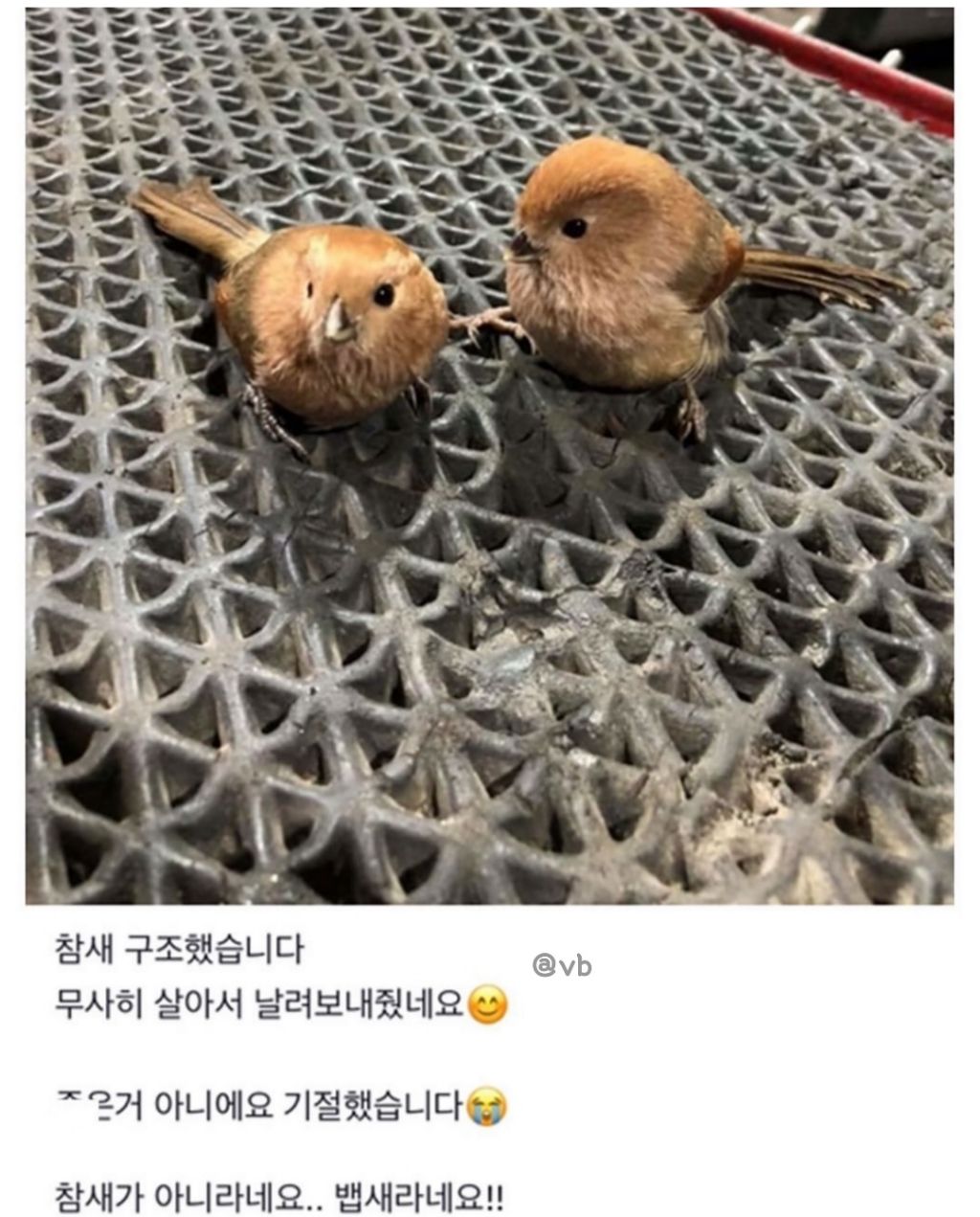 유리창 부딪치고 기절한 뱁새 결말. jpg | 인스티즈