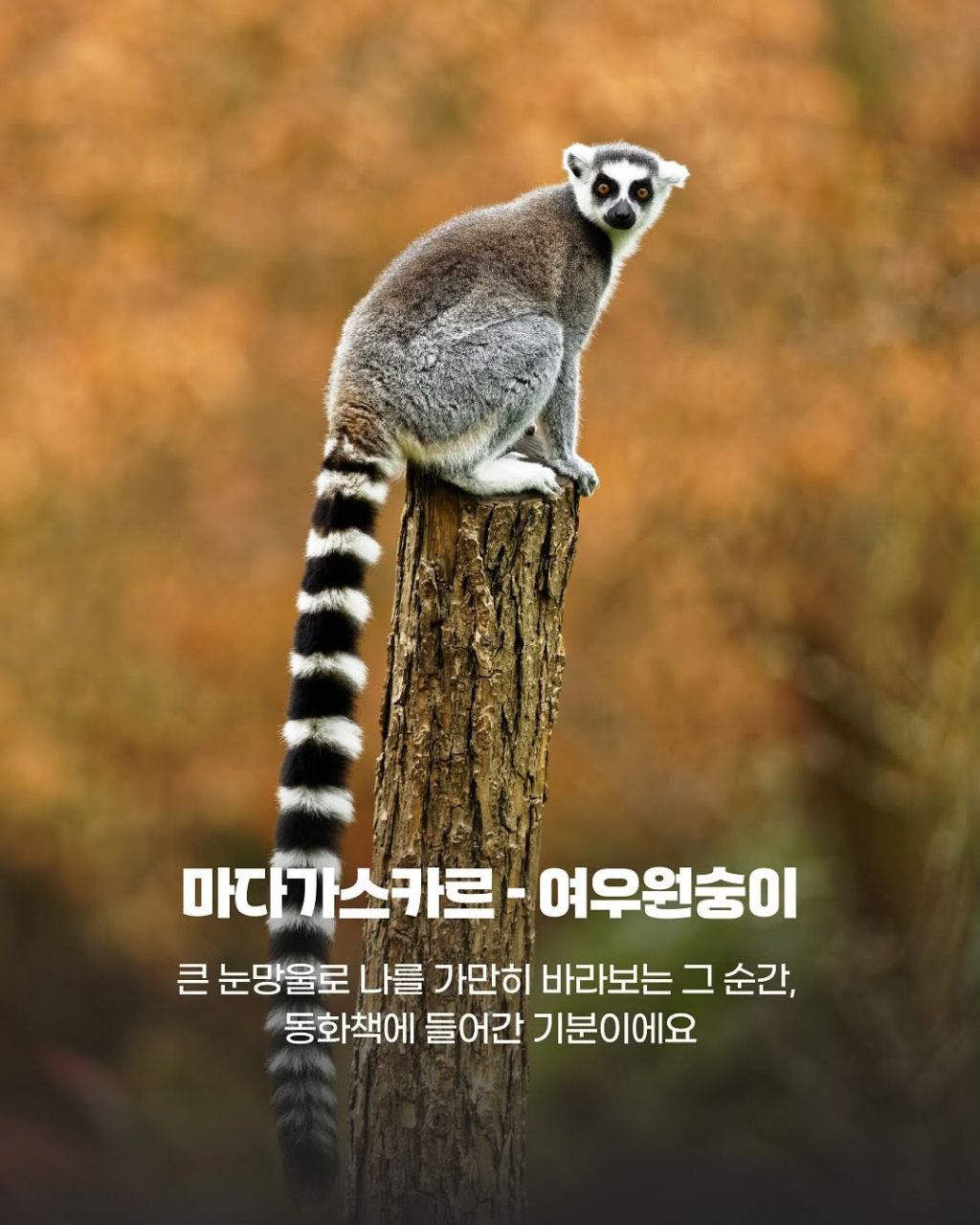 그 나라까지 갈만한 이 동물들의 귀여움.jpg | 인스티즈