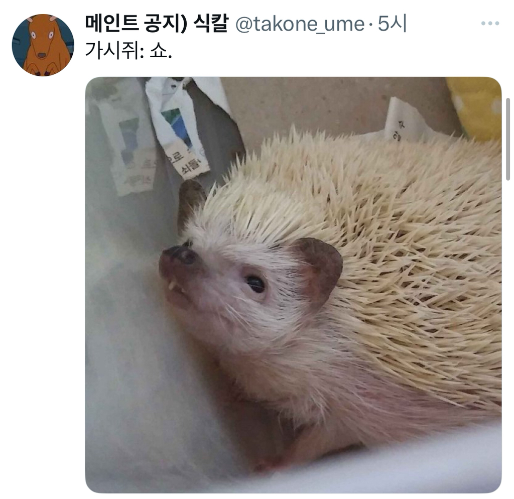 햄스터랑 쥐는 다름 | 인스티즈