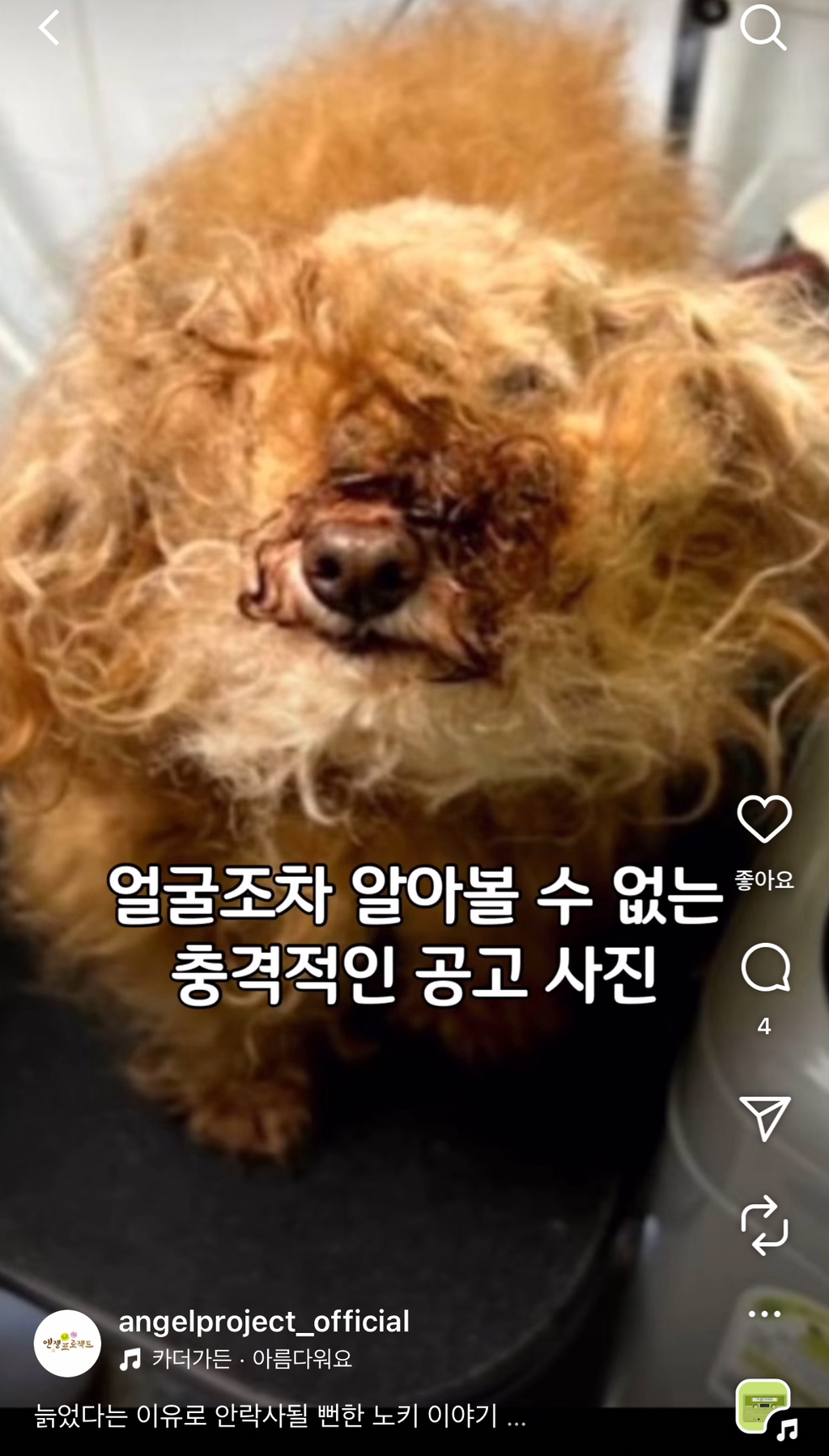 노견 '노키'를 위해 기부한 배우 김서형 | 인스티즈