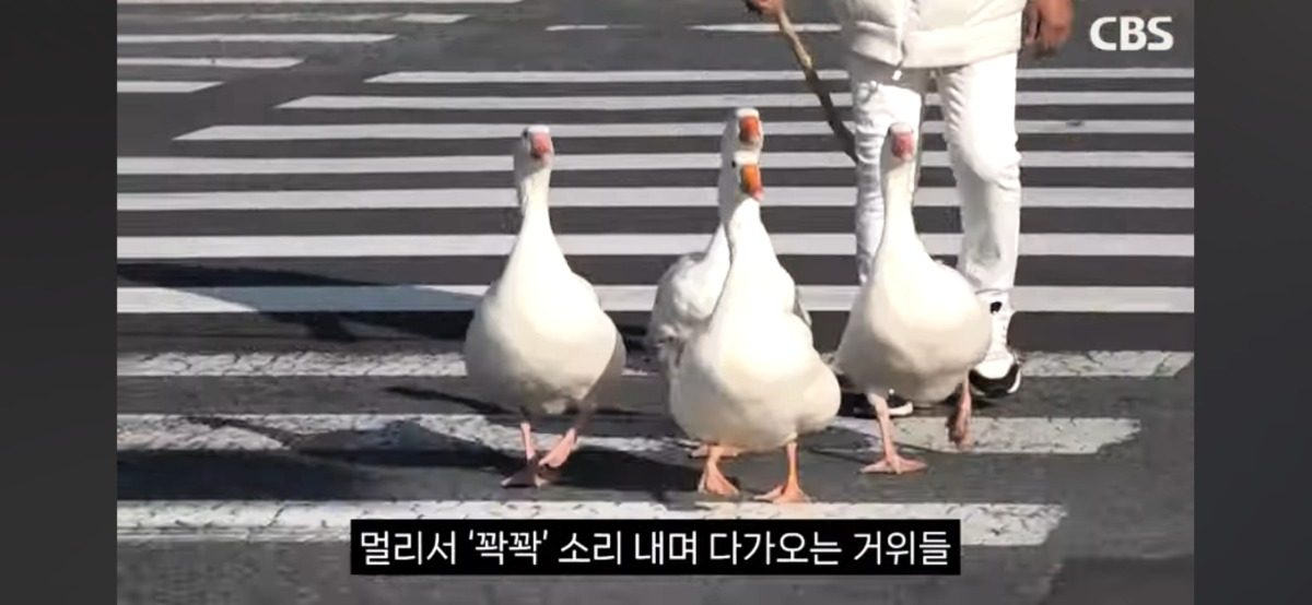 4시면 거위들과 산책하러 나온다는 전주의 거위아저씨 | 인스티즈