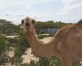 선인장 먹는 낙타🌵🐪 | 인스티즈