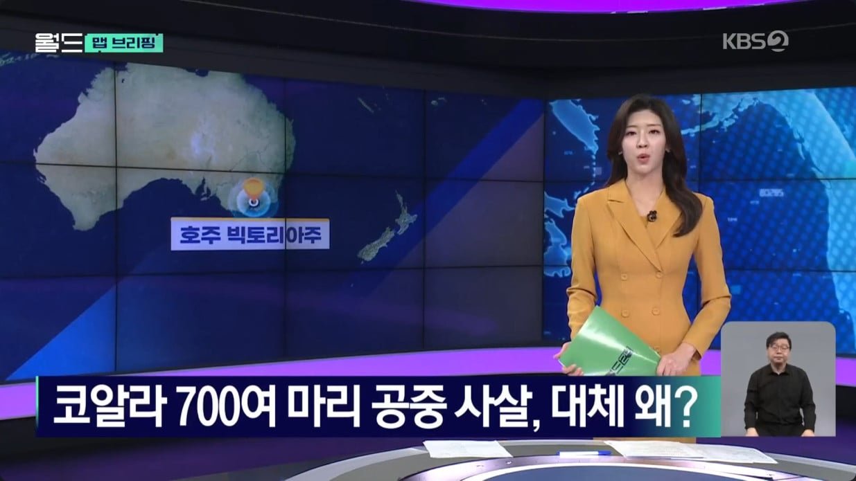  코알라 700마리 공중 사살한 호주..jpg