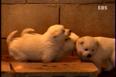  아기 진돗개