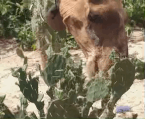 선인장 먹는 낙타🌵🐪 | 인스티즈