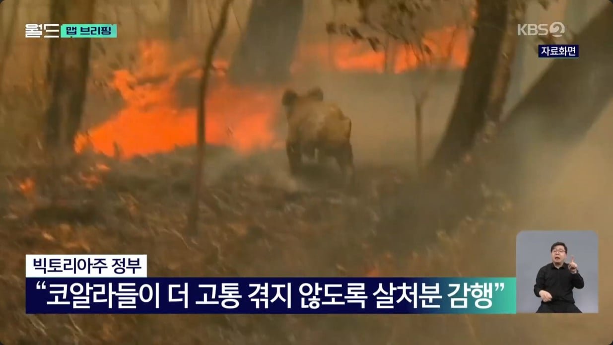 코알라 700마리 공중 사살한 호주..jpg | 인스티즈