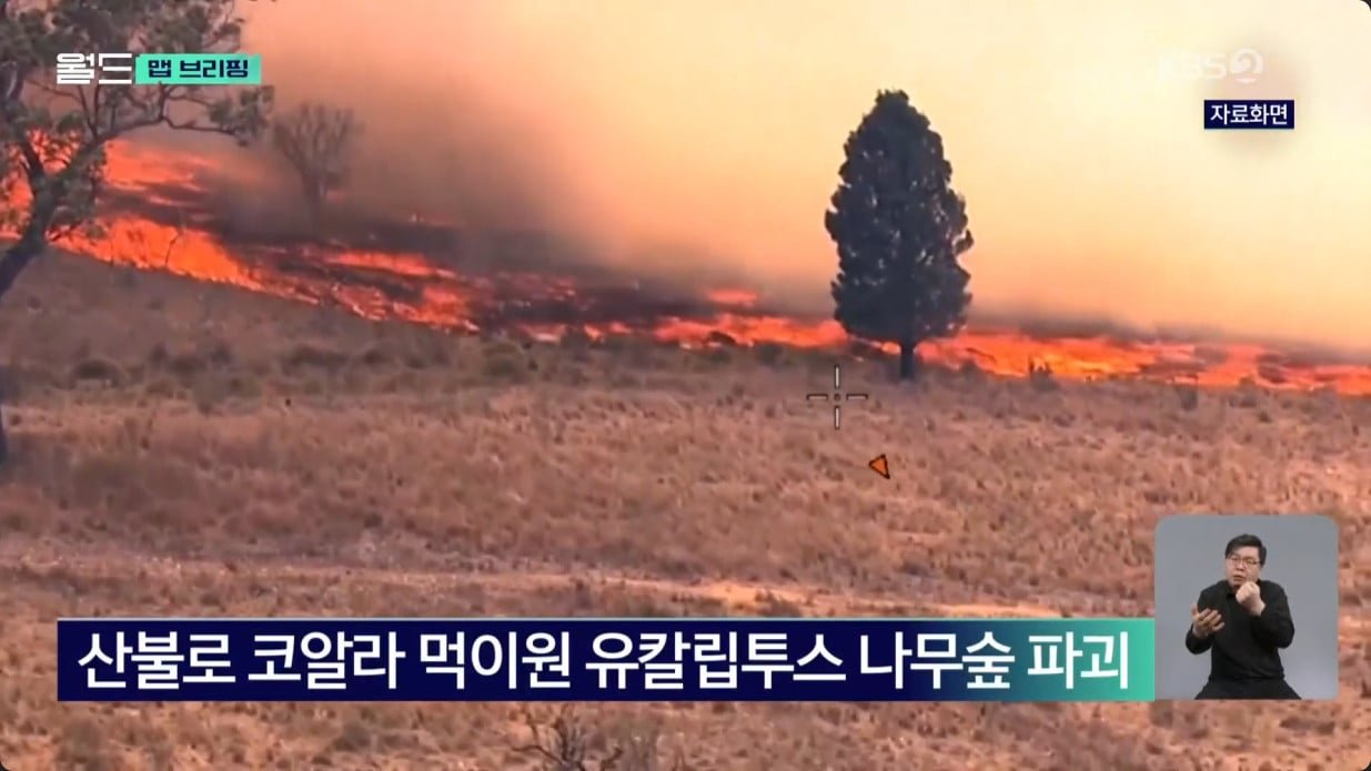 코알라 700마리 공중 사살한 호주..jpg | 인스티즈