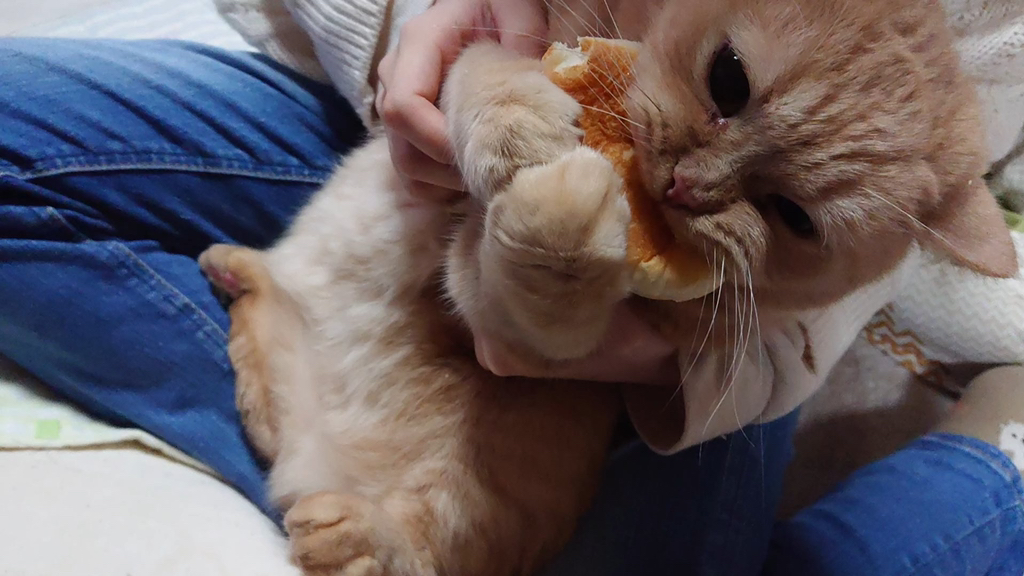 집사의 빵이 탐났던 고양이.jpg | 인스티즈