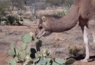 선인장 먹는 낙타🌵🐪 | 인스티즈