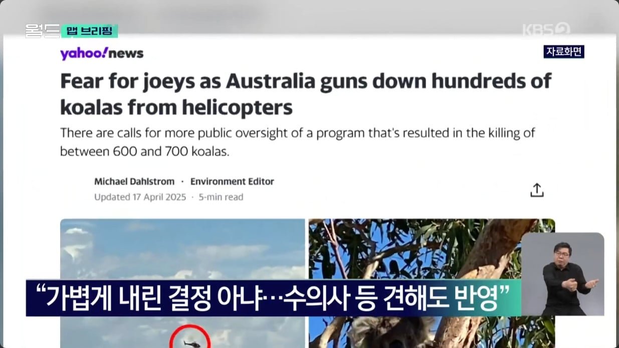 코알라 700마리 공중 사살한 호주..jpg | 인스티즈