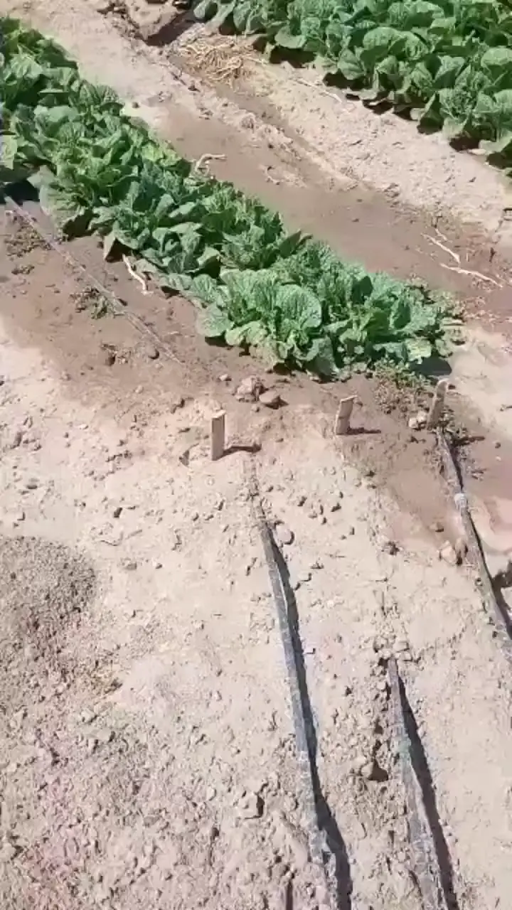  두더지한테 밭 털리는 순간 포착.gif
