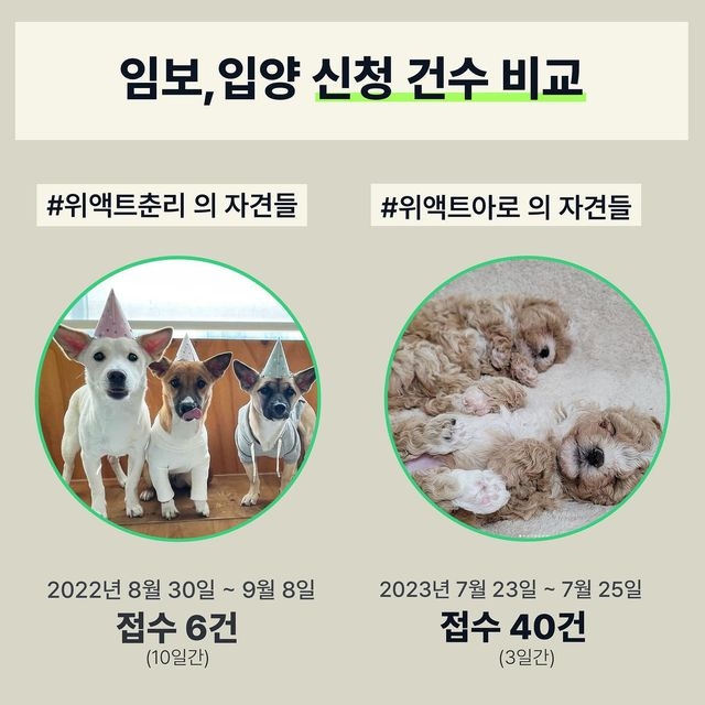 유기견 입양 = 공짜로 어린 품종견 입양이라고 생각하는 사람들 많은듯.. | 인스티즈